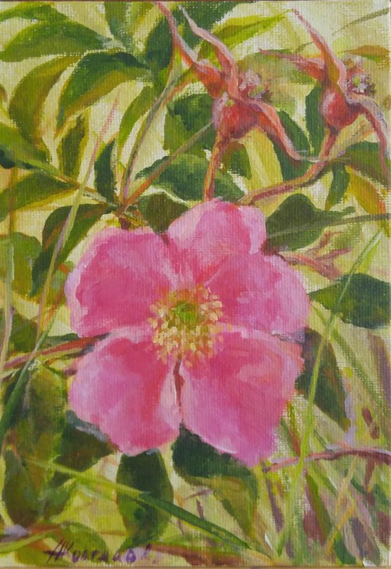 Wild rose (5x7x0.1'') (framed 8.7x7x0.5")