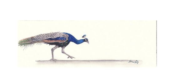 Collection of peacocks