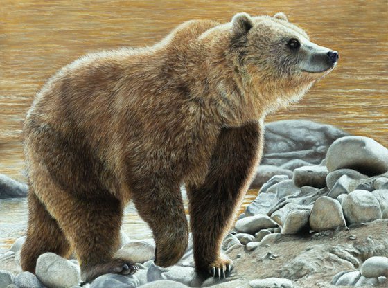 Original pastel drawing "Grizzly"