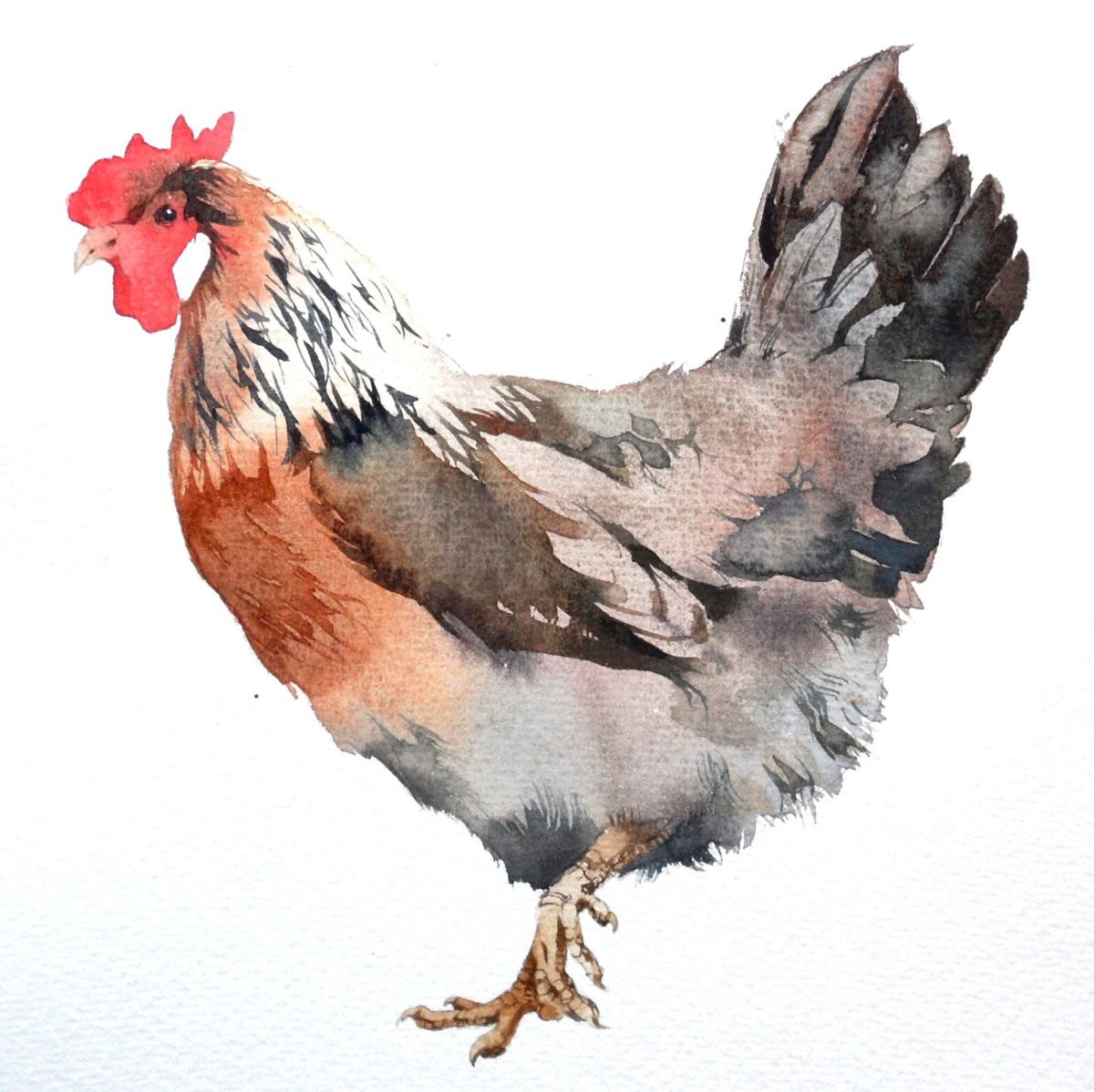 Cream Legbar hen by Kate Osborne