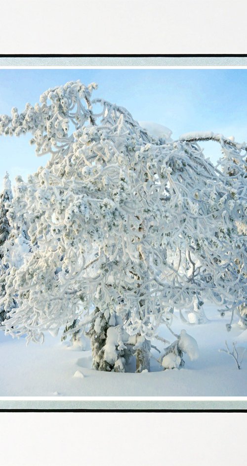 Finland Snow Forest seven by Robin Clarke