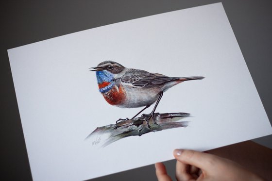 Bluethroat