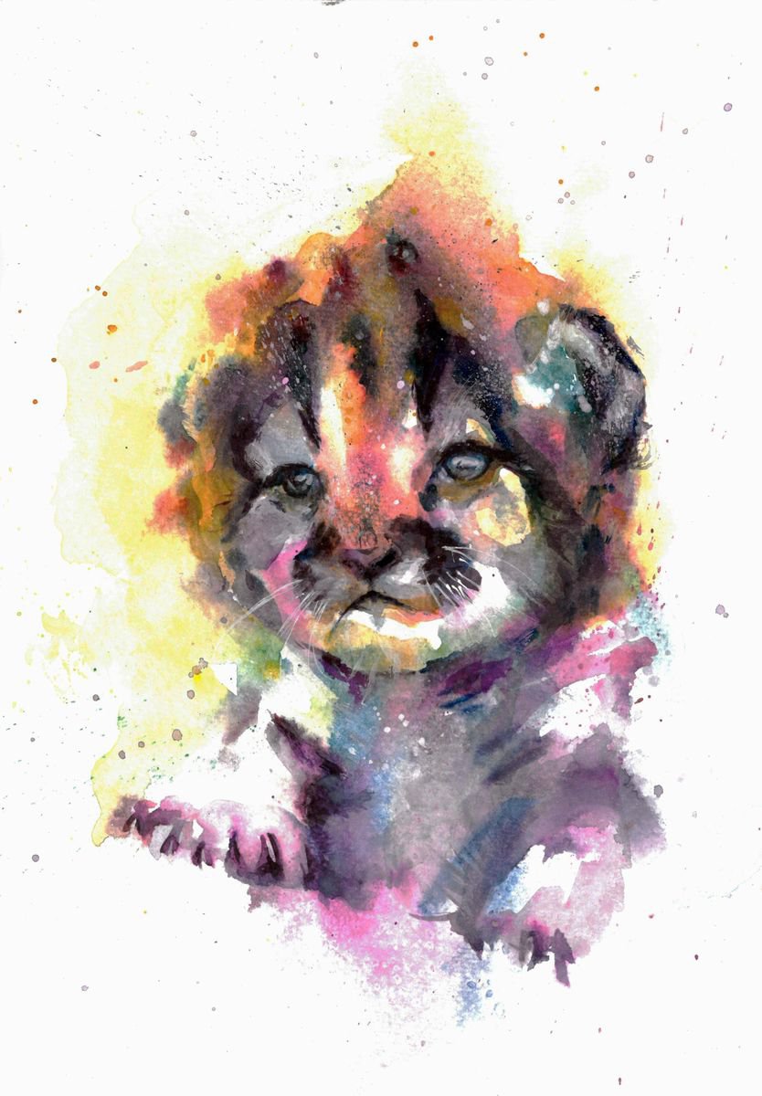 Wild kitten by Andja Zivadinovic