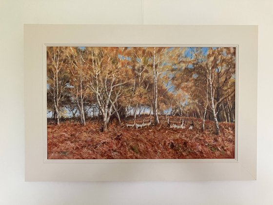 Fallow Deer Under Birch Trees