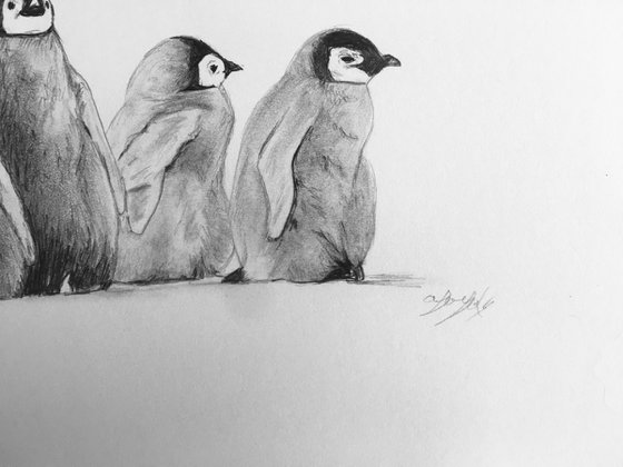 Penguin chicks in a line