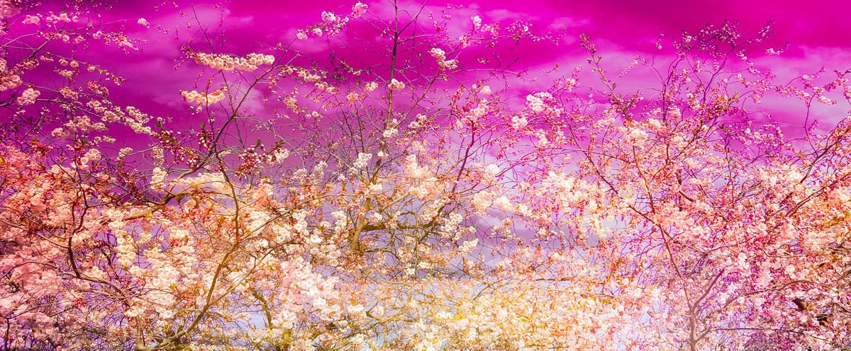 Impressionistic Botanical Photograph By Viet Ha Tran, 41 X 17", The Colors Of Spring Ix, Original Artwork