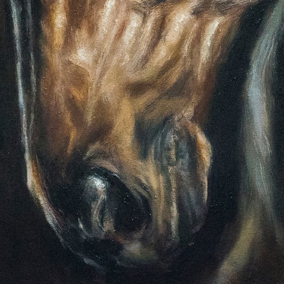 Stallion-Original Horse Portrait