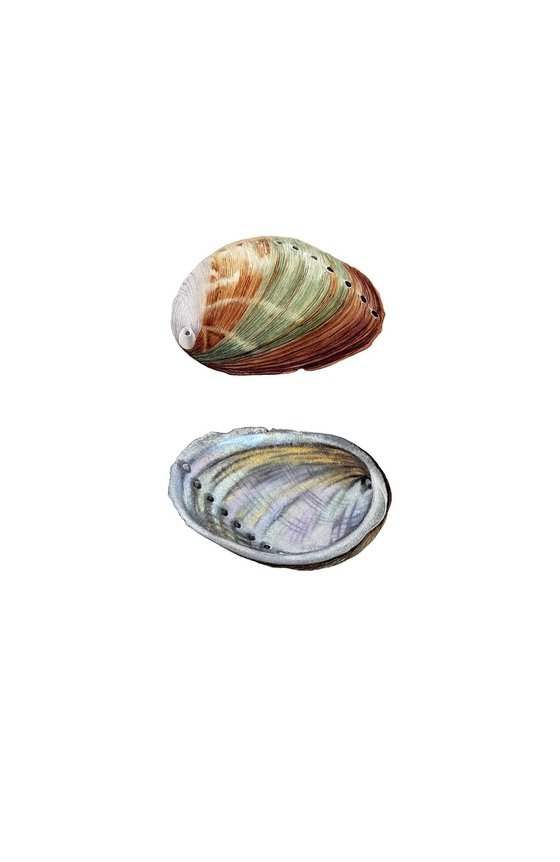 Abalone Shell Study 1