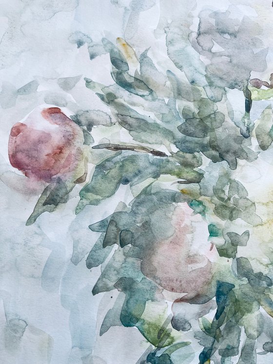 Peonies. Watercolor painting