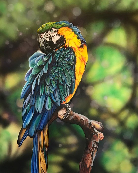 Polly