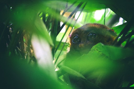 Tarsier #1