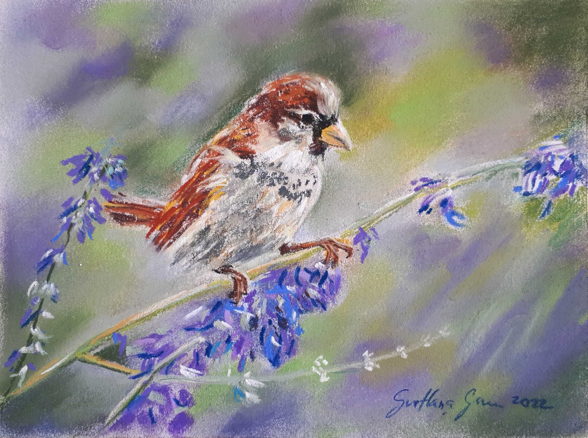 Sparrow - Animal portrait /  ORIGINAL SOFT PASTEL DRAWING by Salana Art Gallery