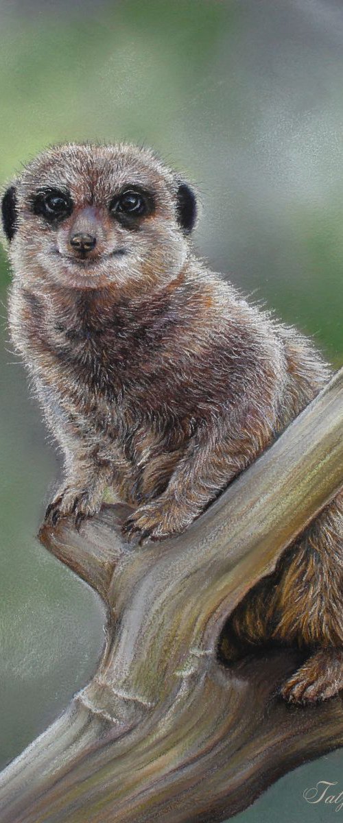 Meerkat Pastel Painting by Tatjana Bril