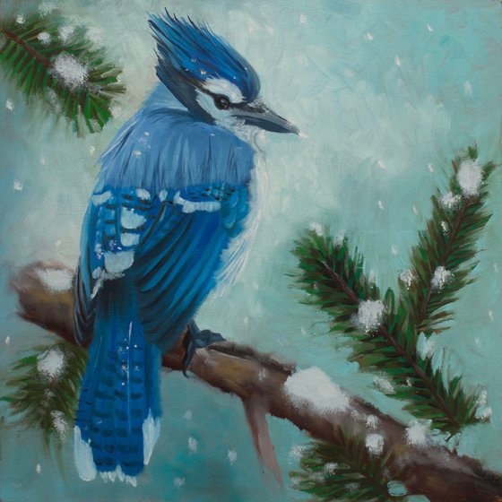 Bluejay