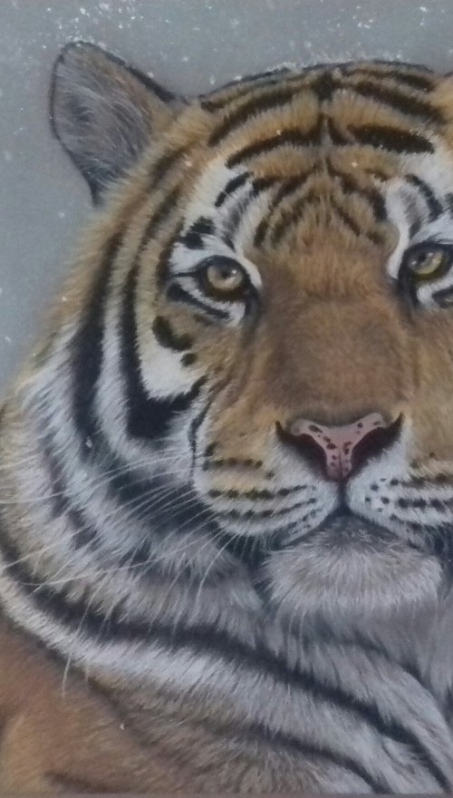Tiger by Silvia Frei