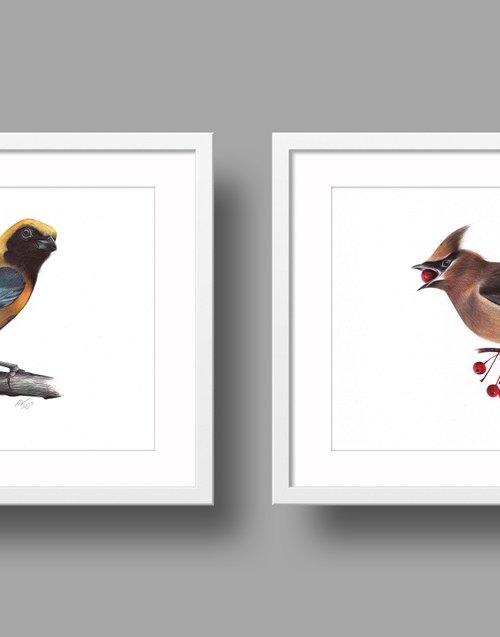 Birds Collection I by Daria Maier