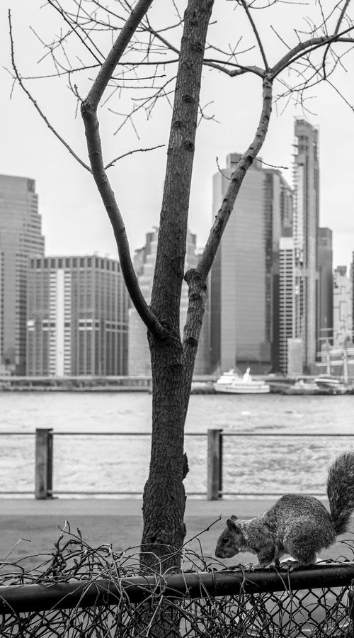 NATURE ON TH RIVER, MANHATTAN by Fabio Accorrà