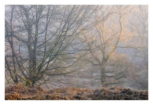 December Forest IV by David Baker