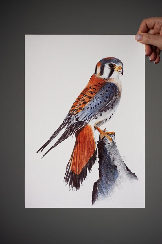 American Kestrel