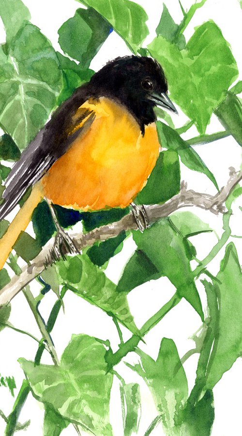 Baltimore Oriole by Suren Nersisyan