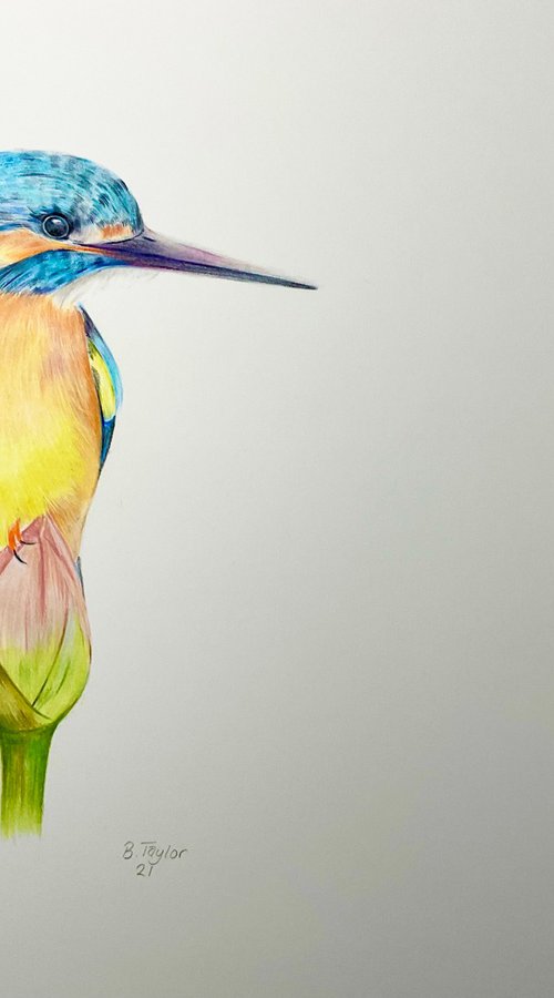 Kingfisher on flower by Bethany Taylor