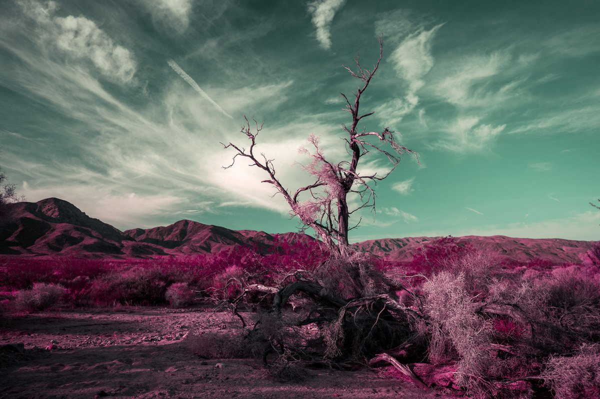 Mojave Winter Morning by Mark Hannah