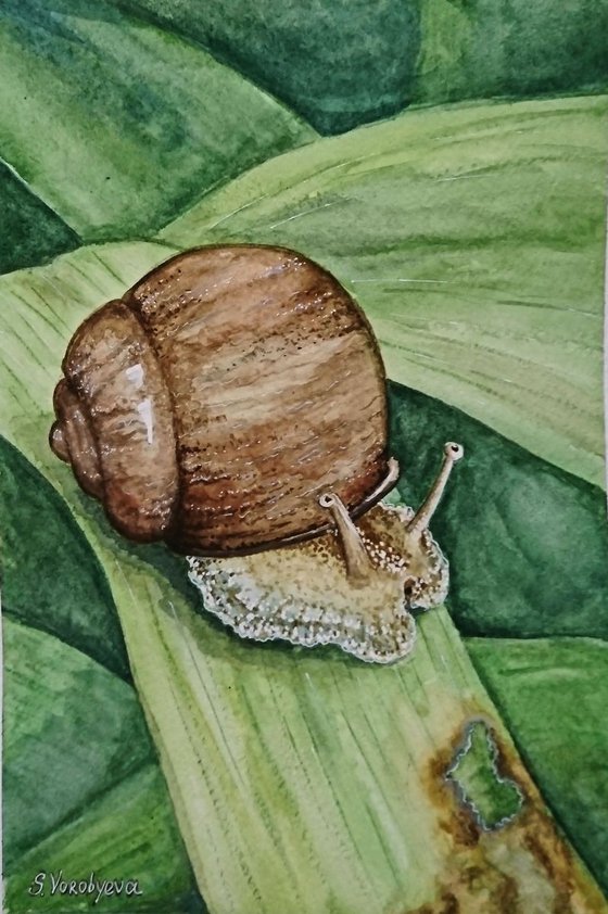 Snail