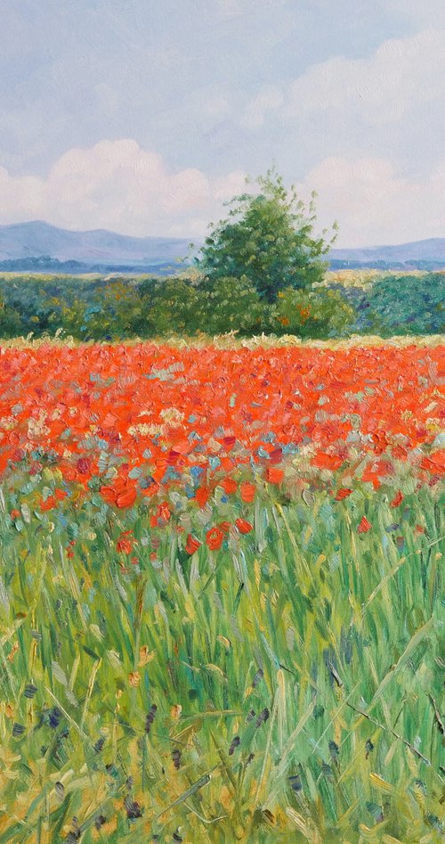 Field of poppies in Provence by Claudio Ciardi