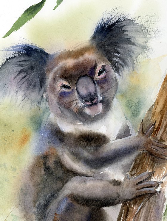 Koala in the Morning Mist