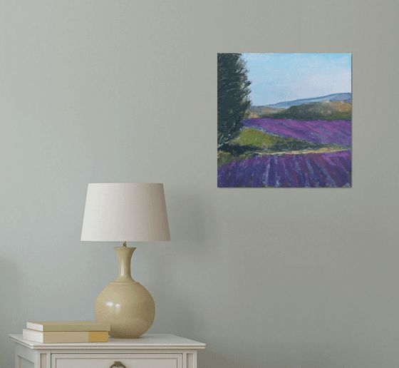 Lavender in the provence 2