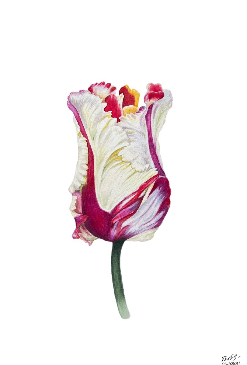 Illustrative Botanical Watercolour By Tetiana Kovalova, 7 X 10", Magic Tulip, Original Artwork