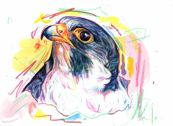 Peregrine falcon