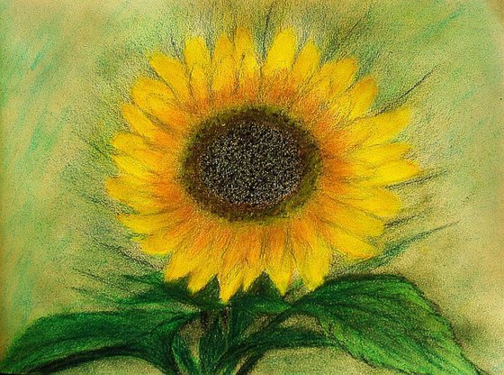 Sunflower - pastel ...