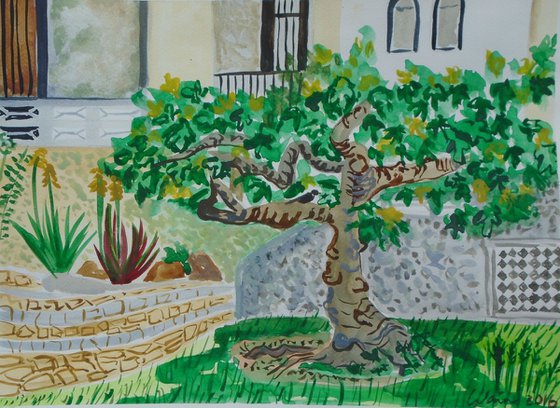 Fig Tree in  Spanish Garden