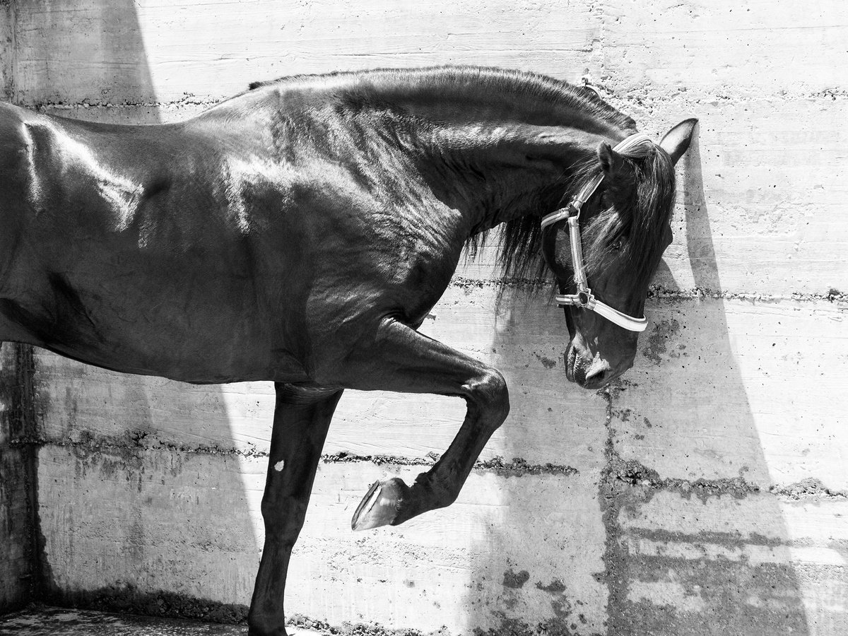 Photorealistic Animal Photograph By Andrew Lever, 40 X 30, The Black Stallion, Original Artwork