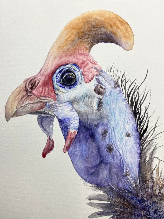 Portrait of Guinea fowl bird