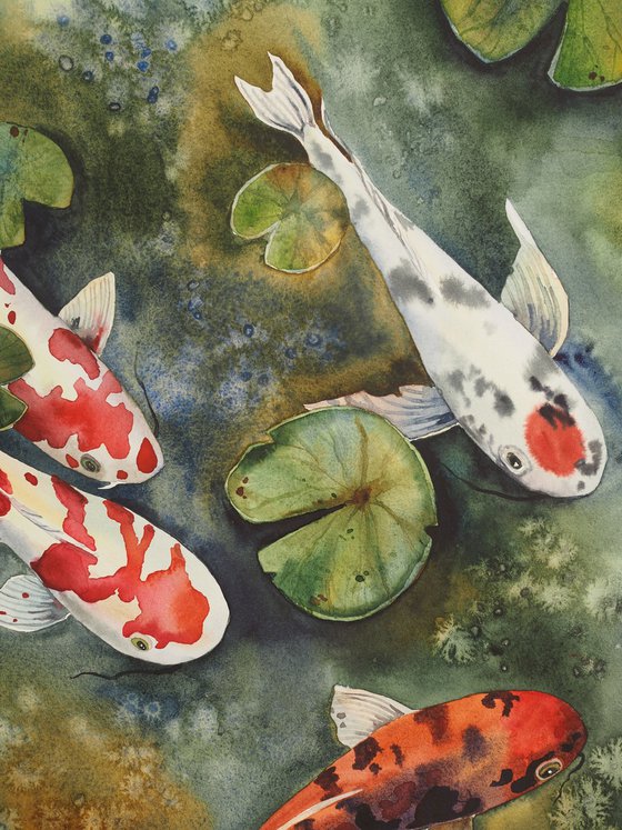 Koi fish and water lilies leaves