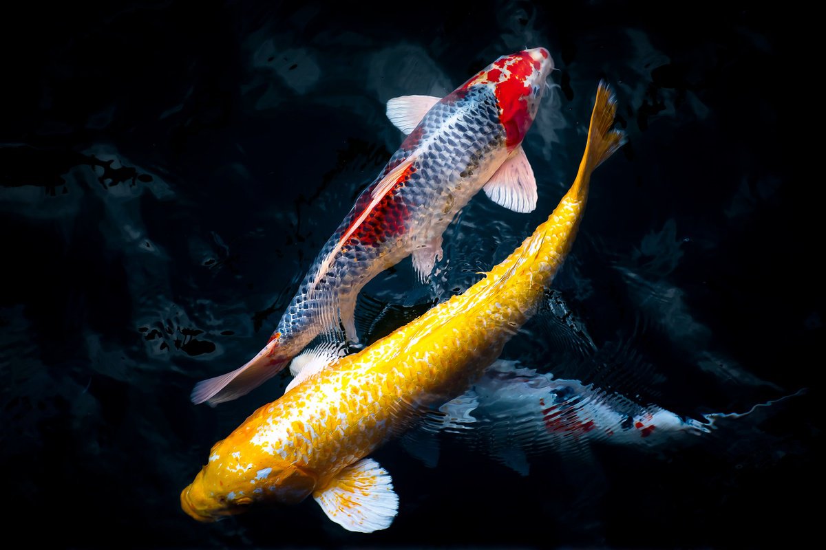 Photorealistic Animal Photograph By Sergio Capuzzimati, 24 X 16", Yin Yang Fishes, Original Artwork