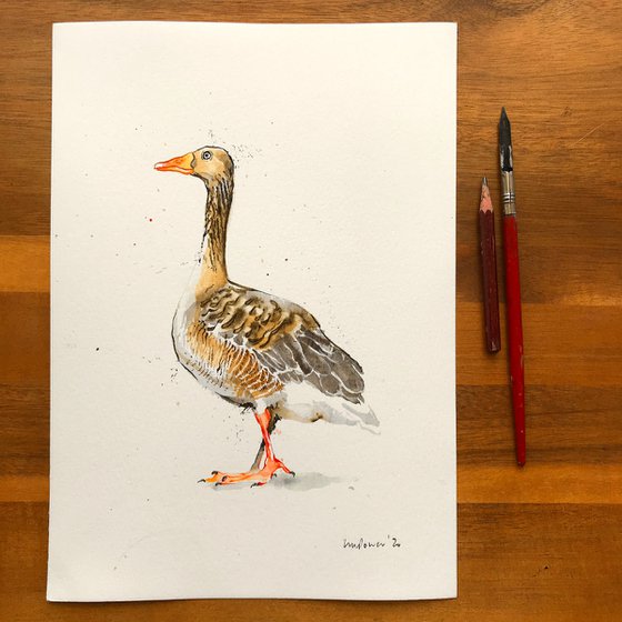 Greylag Goose