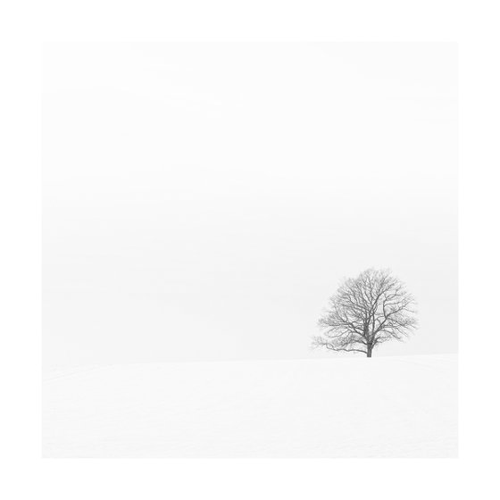 Hampshire Tree III