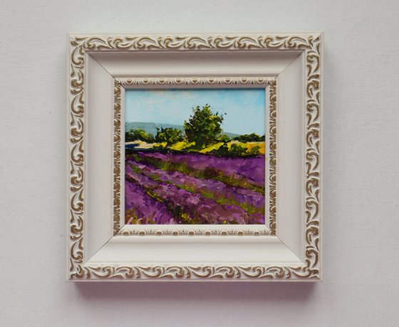 Lavender Farm