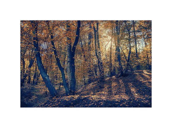 Through the yellow leaves.