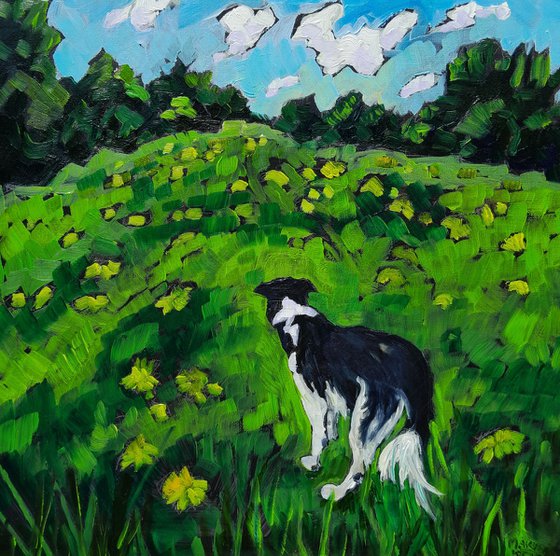 Border Collie Paradise