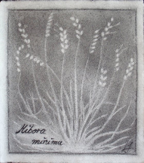 Mibora minima - Early Sand-grass