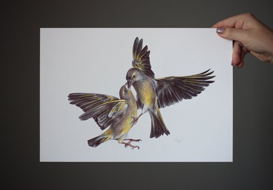 Eurasian Siskin