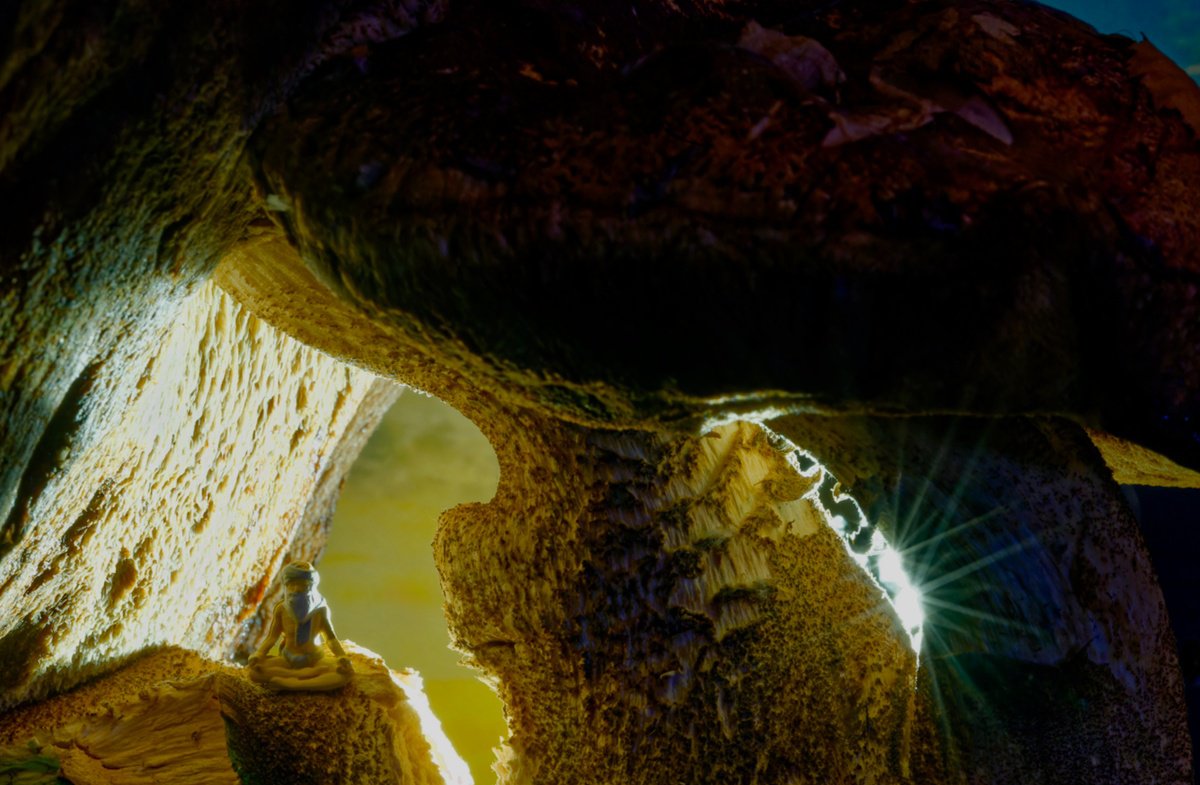 Organic Photograph , Mushroom Yogi By Marc Ehrenbold, 39 X 30, Artwork For Sale On Artfinder
