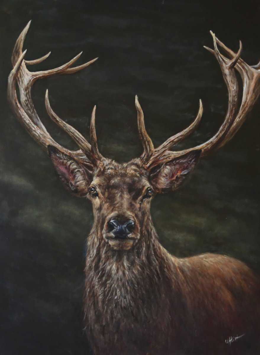 Photorealistic Oil Painting , Red Deer Stag, Elk By Una Hurst, 20 X 28, Artwork For Sale On Artfinder