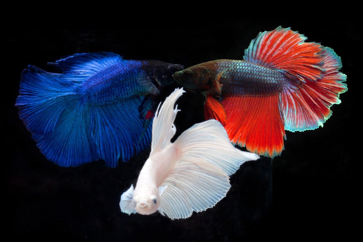 Photorealistic Animal Photograph By Michael Filonow, 32 X 22", Triple Betta, Original Artwork
