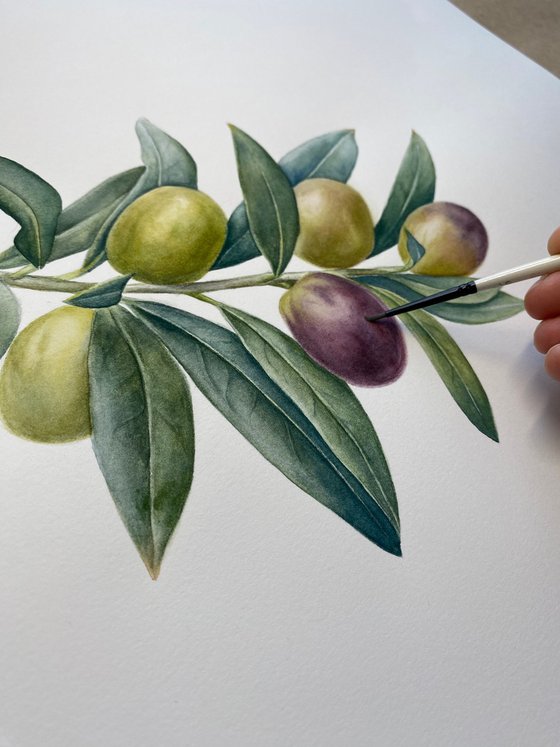 Olive Branch