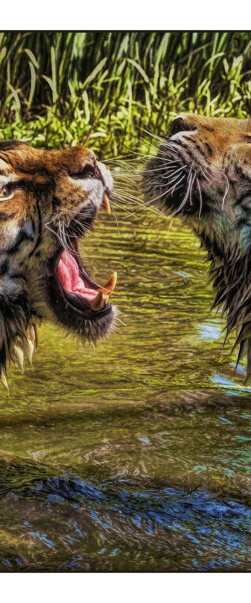 Tiger Fight by Martin  Fry